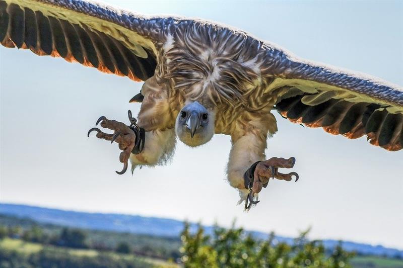 Progetto LIFE Safe For Vultures: È boom demografico per il Grifone in Sardegna