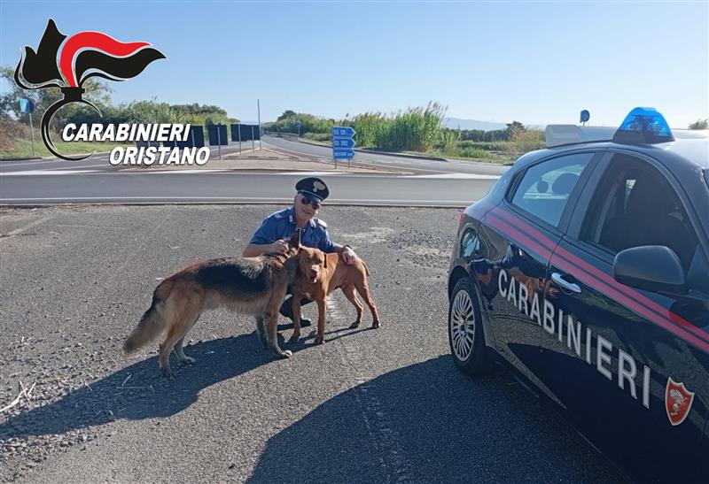 Oristano, due cani di grossa taglia salvati dai carabinieri lungo la SP1
