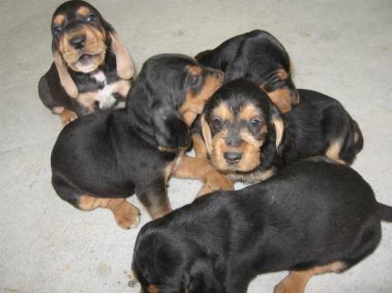 Cuccioli di razza Segugio Italiano