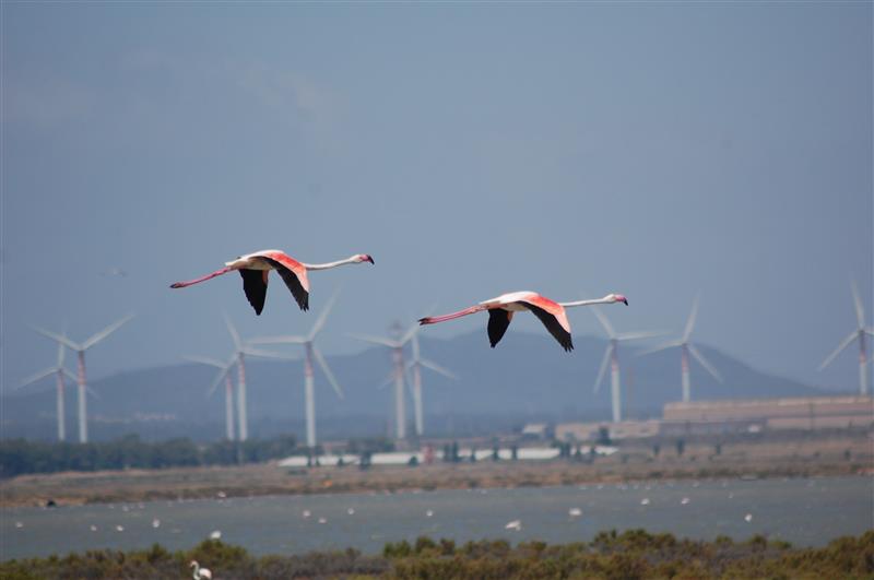 Pale eoliche e competenze: gli ecologisti scendono in campo davanti alla Consulta a sostegno della Regione contro il decreto del Governo