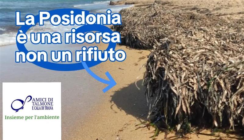 La battaglia della Posidonia agita le spiagge di Palau: il municipio ordina la rimozione, gli ambientalisti insorgono