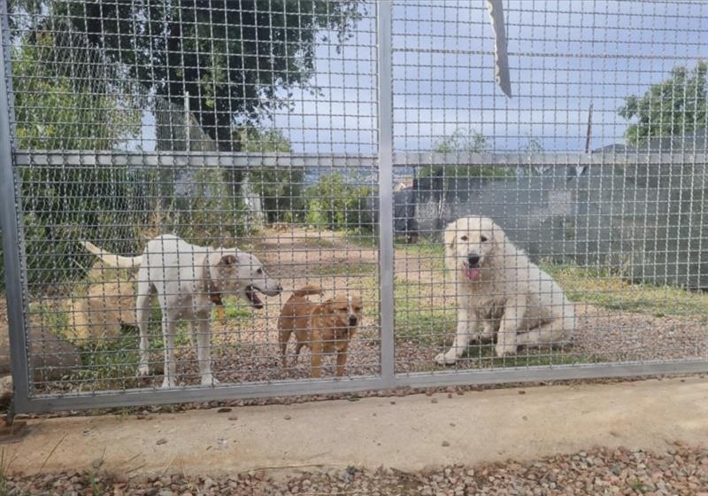 Un incendio minaccia il rifugio per animali l