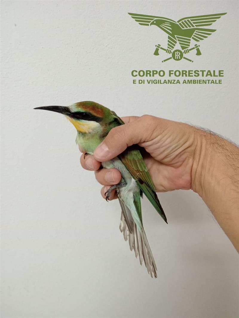 Villaurbana, recuperato un gruccione in difficoltà: curato alla clinica veterinaria di Oristano