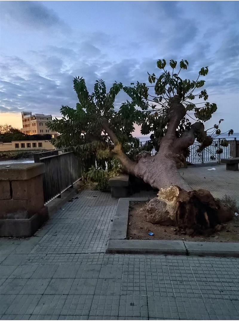 Alghero: Mulas chiede un nuovo approccio al verde urbano