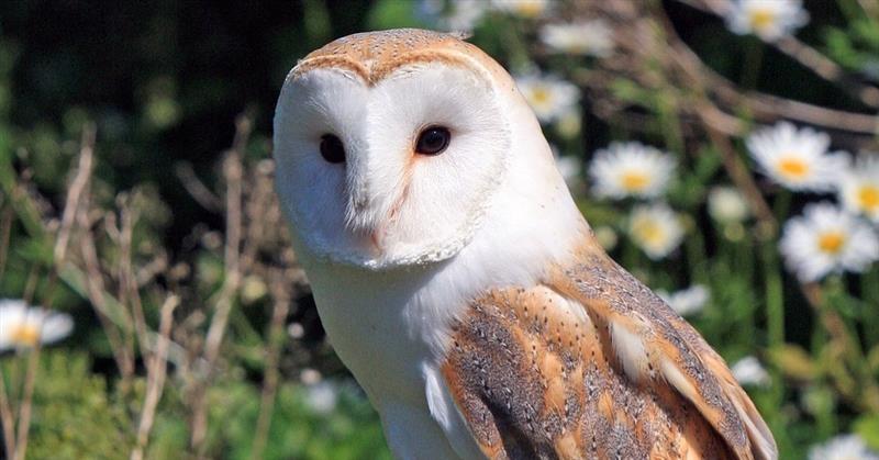 Curiosità in pillole. Sa Stria, l’uccello del malaugurio sardo: superstizioni e credenze isolane