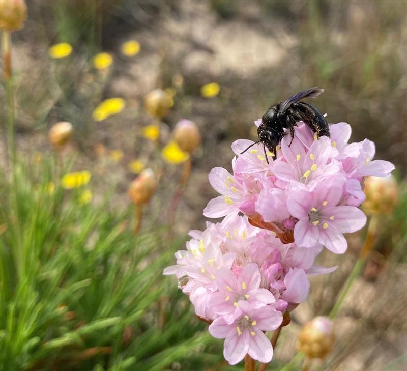 Culuccia: scoperta in Sardegna una nuova specie di ape selvatica