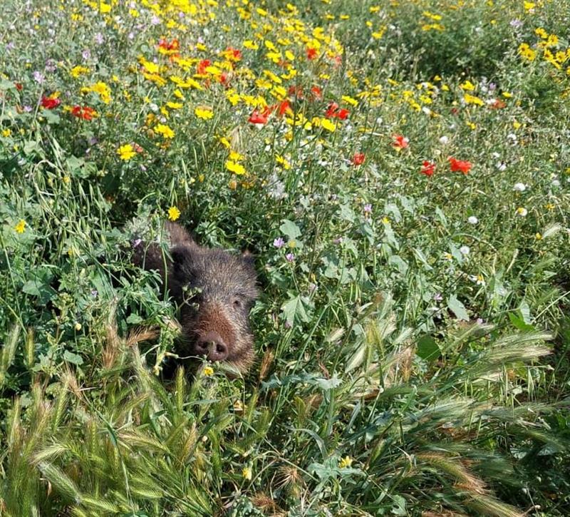 Il paradosso del cinghiale: la Regione ricarica i fucili, ma la matematica della natura non perdona