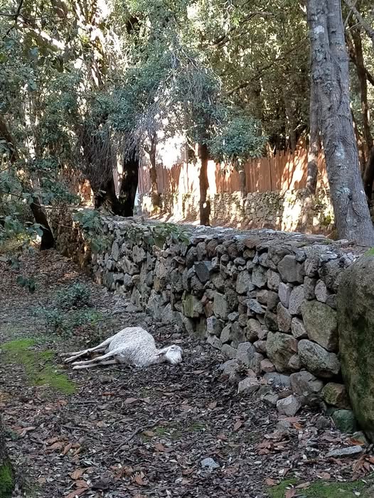 Lanusei, sei animali avvelenati nel Parco Selene: indaga la Procura
