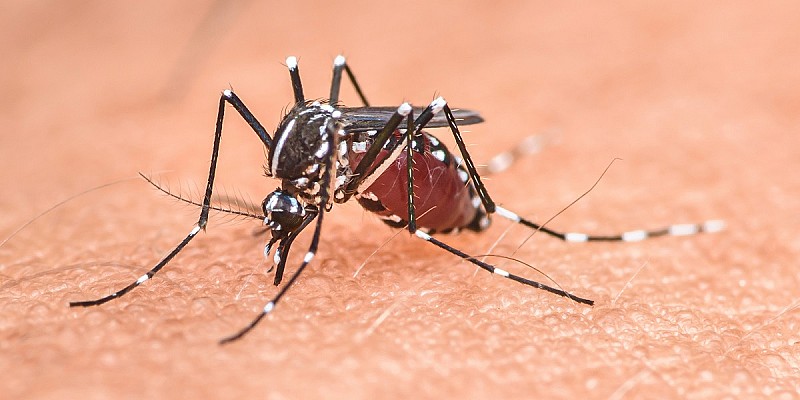 Olbia fronteggia un caso di Dengue: Strategie di prevenzione essenziali