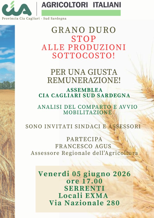Il grano sardo affonda sotto i costi di produzione: un buco da dieci milioni di euro condanna le campagne all'abbandono