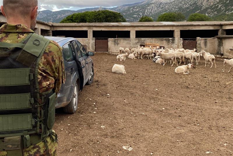 Falsi affitti e accordi siglati con i defunti per saccheggiare i fondi agricoli: i carabinieri smascherano la truffa nelle campagne del Nuorese