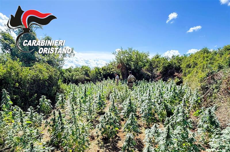 Ghilarza, scoperta piantagione di marijuana: un arresto