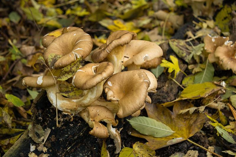 Ogliastra, al via l’ispettorato micologico della Asl: controlli gratuiti sui funghi raccolti