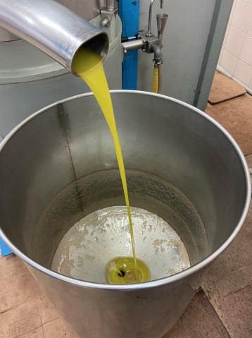 Olio sardo, l’anno perfetto