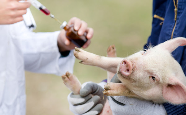 Negli allevamenti italiani ancora troppi antibiotici