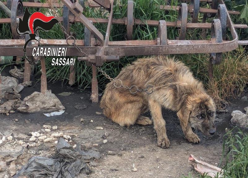 Ossi, legata a una catena arrugginita e senza cibo: i Carabinieri salvano la cagnolina Fiamma