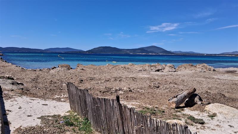 Alghero: La posidonia e i silenzi del Comune spingono sei aziende nautiche verso la chiusura definitiva