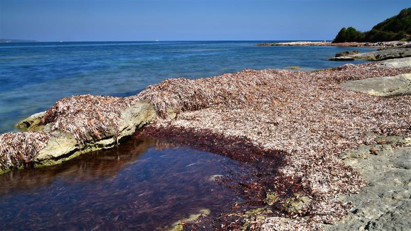 La Sardegna cambia rotta sulla Posidonia: nasce il primo Piano regionale per la tutela delle coste e la lotta all