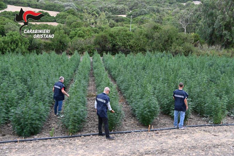 Villaurbana, otto arresti per una maxi piantagione di marijuana