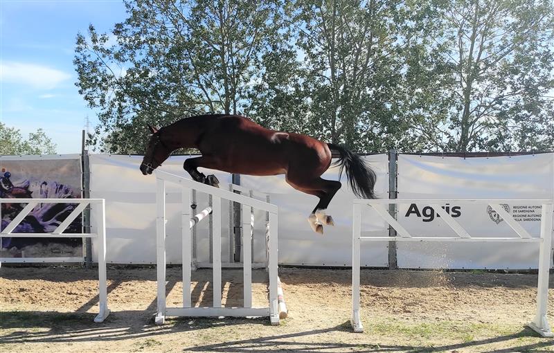 Allevamento e sport: a Tanca Regia oltre 150 puledri per il Premio Regionale