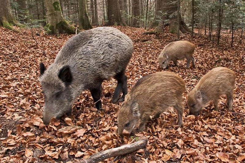 Fauna selvatica, un milione dalla Regione: “Risarcire chi produce, ma senza fare la guerra ai cormorani”