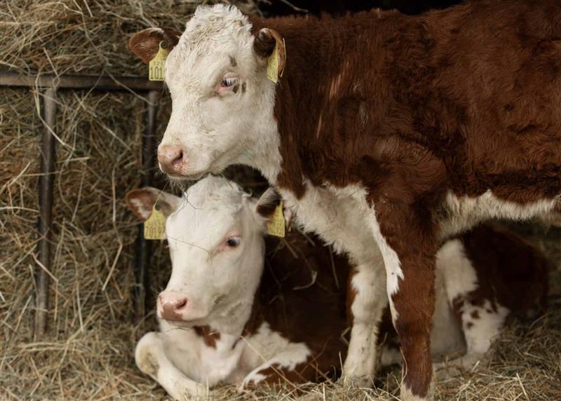 Dermatite nodulare: il Consiglio di Stato ferma gli abbattimenti dei capi sani. Tore Piana: «Una follia interpretativa tutta italiana»