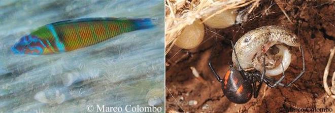 Donzella pavonina (Thalassoma pavo), Malmignatta (Latrodectus tredecimguttatus) che mangia un tiligugu
