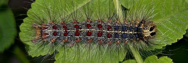 Lymantria Dispar